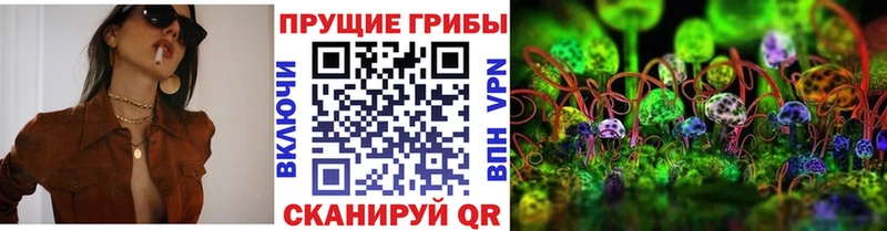 Купить  Бокситогорск  Галлюциногенные грибы Psilocybe 